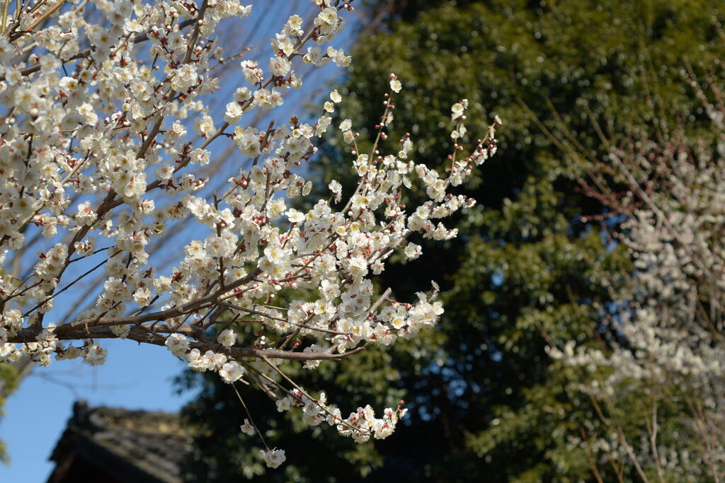 立春の頃　－2