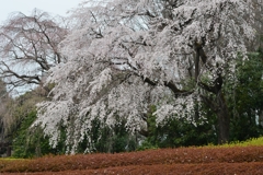 花は見頃にー3