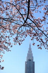 新宿御苑　さくらー2　