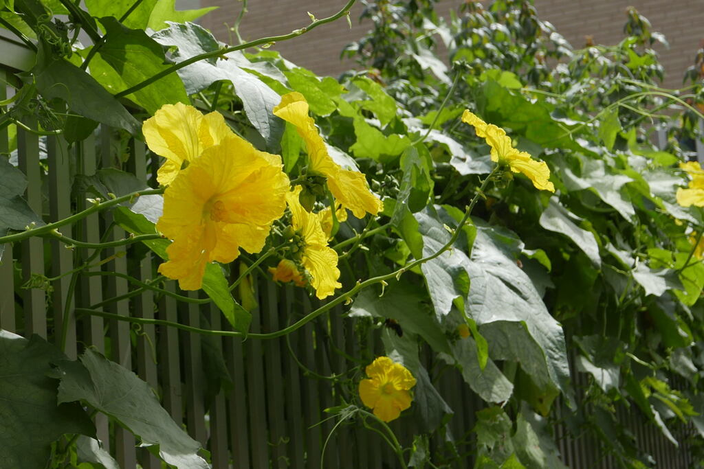 糸瓜の花—1
