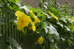 糸瓜の花—1