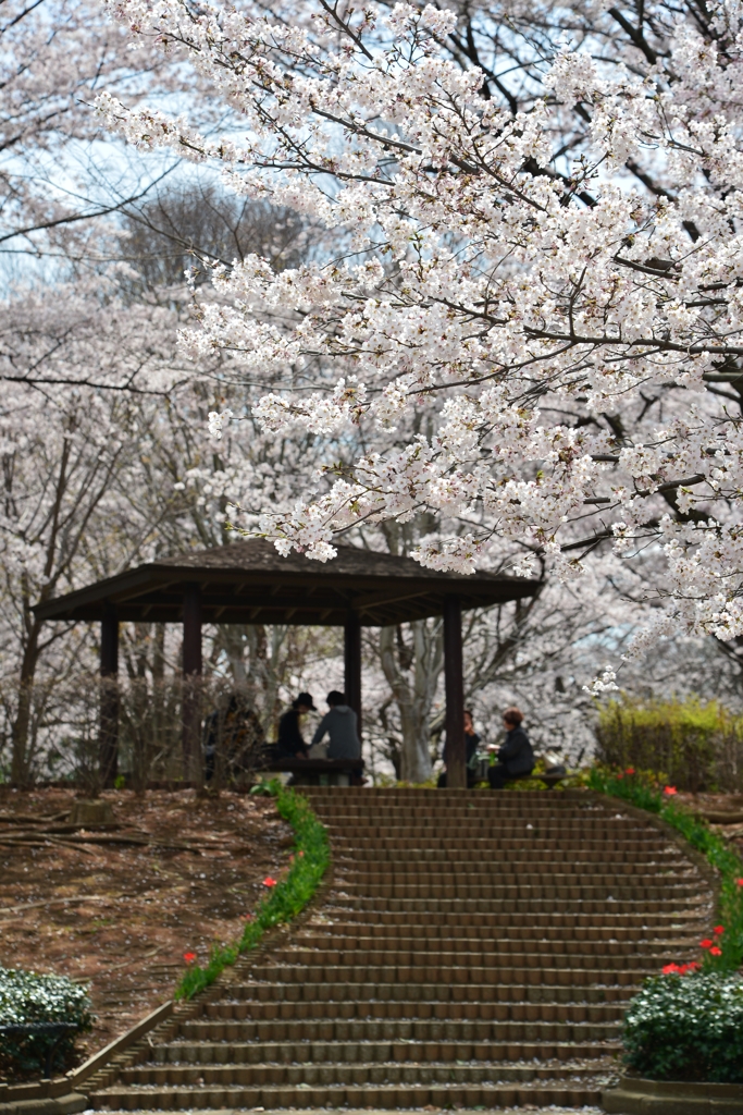 恵まれた　お花見　－1