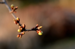 桜の気配