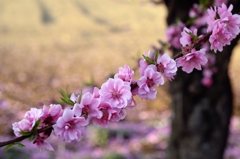 花から花へーモモ