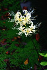 天上の花 とか－1