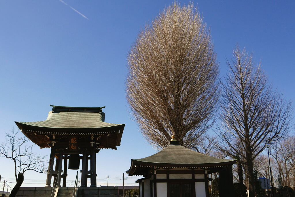 春を待つ 木－１