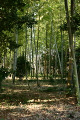 竹林と住まい－１