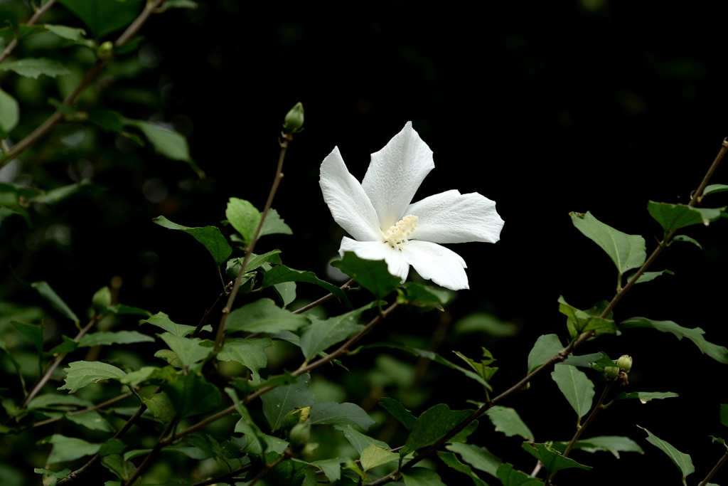 夏の残しものー2