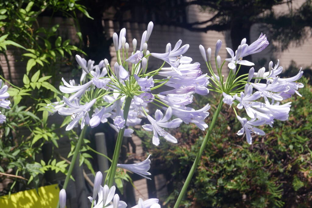 元気そうな 花 ー1