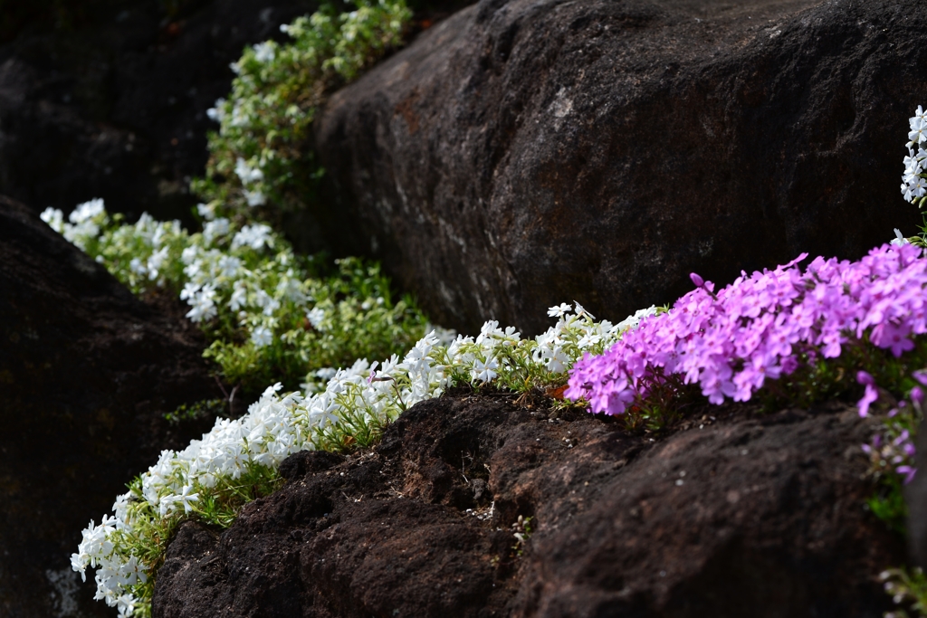 手をつなぐ　－1
