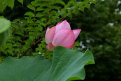 夏の雨 －1