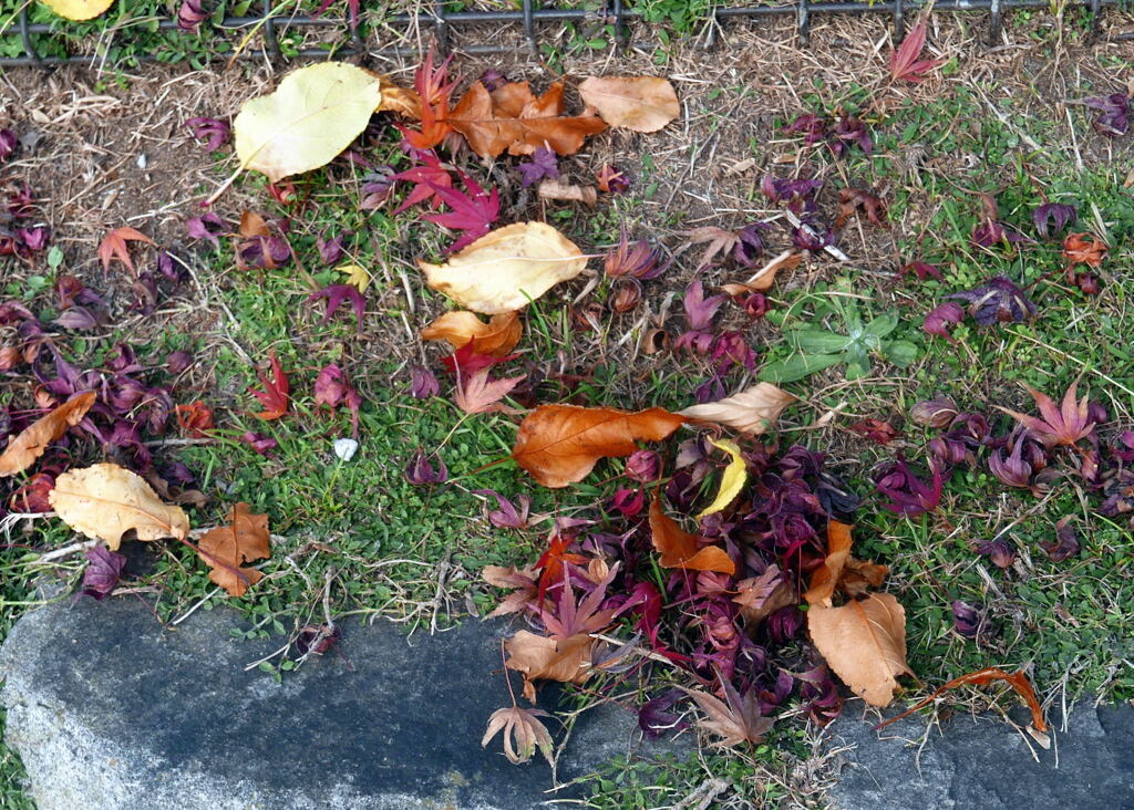 去り行く秋　ー2