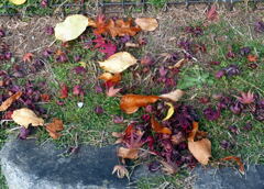 去り行く秋　ー2