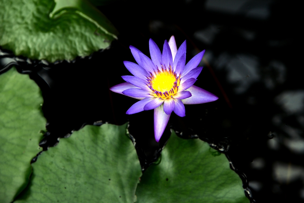 温室の水連ー２