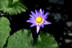 温室の水連ー２