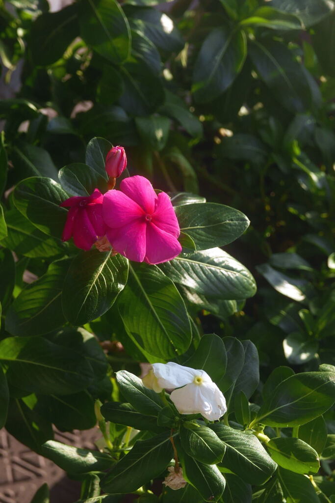 ベランダの花 ―2