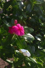 ベランダの花 ―2