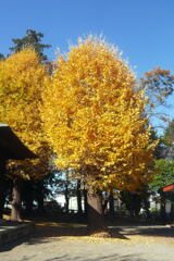 映える 銀 杏 ―2