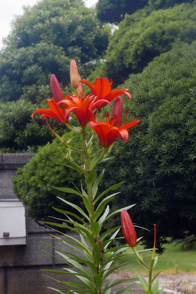  梅雨時の赤い花 ー2