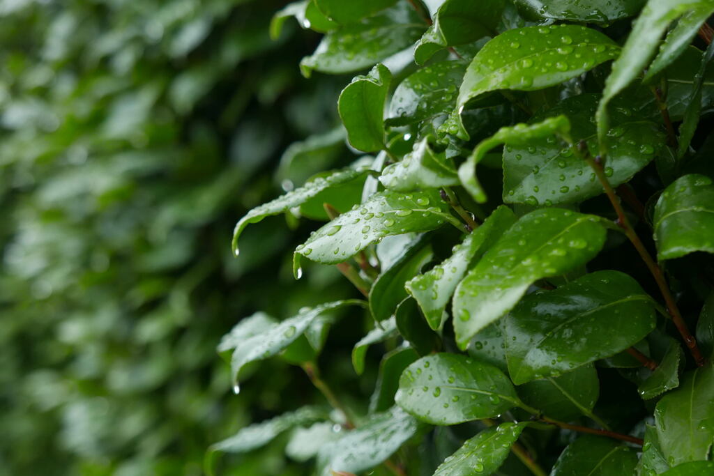  六 月 の 雨 ー1