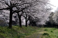 見沼用水路のサクラー１