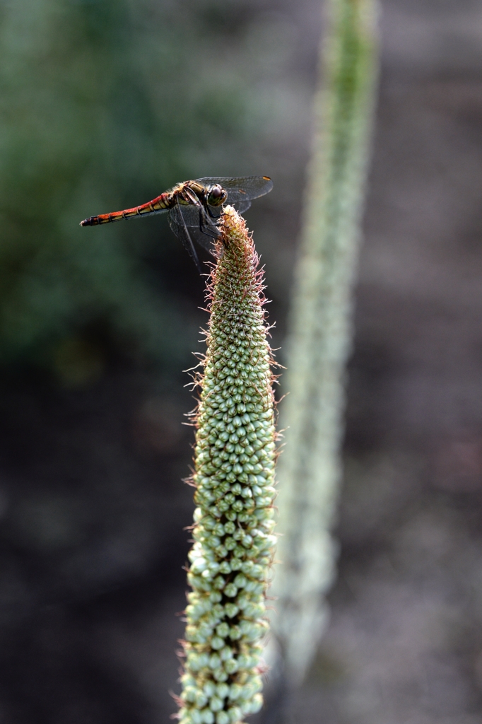 薬用植物園での秋ー2