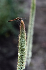 薬用植物園での秋ー2