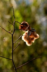 暖まる{ｱｶﾜﾀ）－2