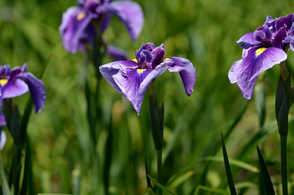 見頃の菖蒲園ー2