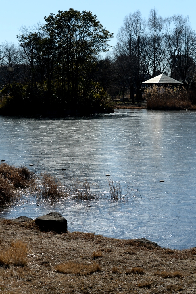 池が凍った