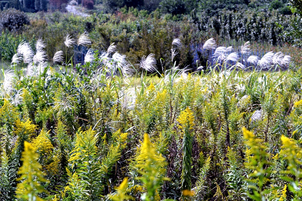 勢力争い始まる