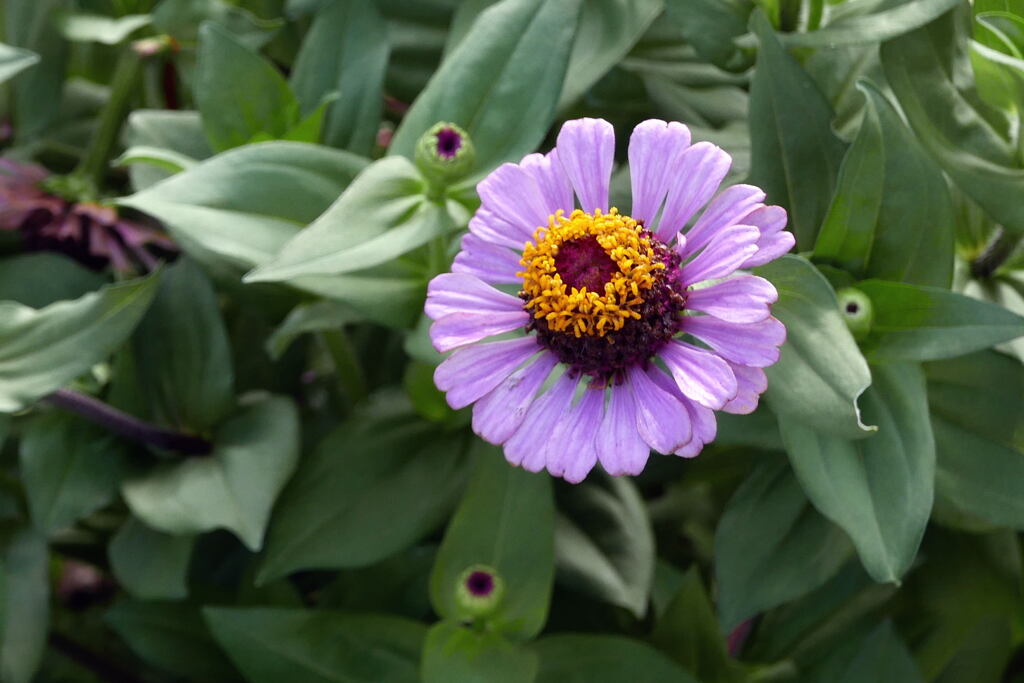  野 の 花 ―2