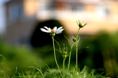 朝・こんにちはー-2