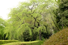 春ですね～－２