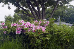 春の花 次々と ―1