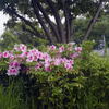 春の花 次々と ―1
