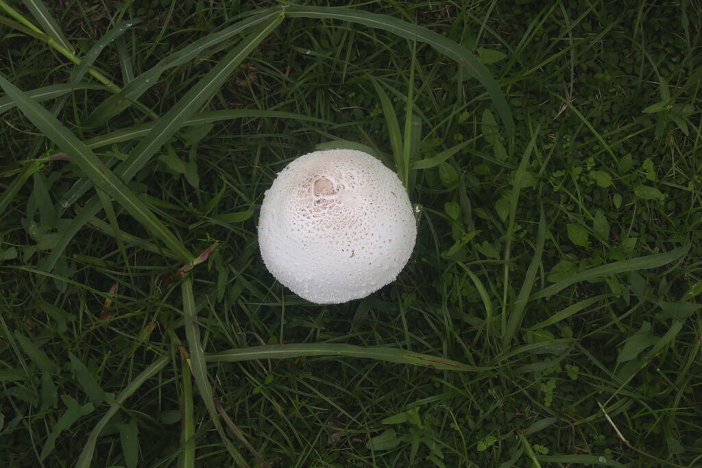 公園に大きな苔が現れる ―2