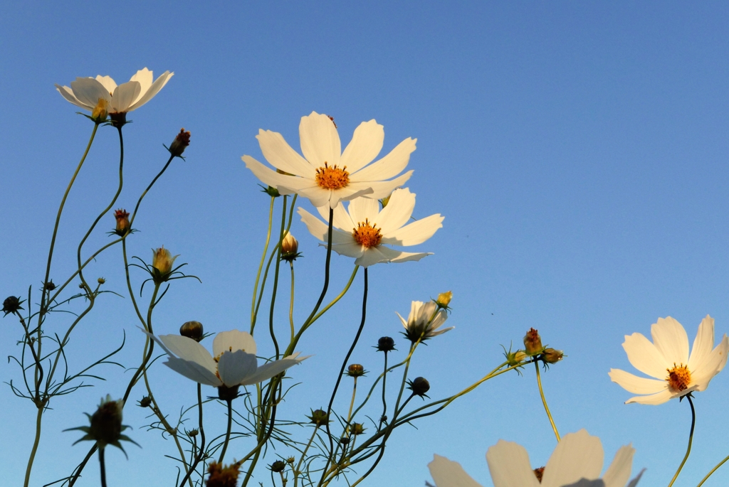 秋晴れが戻ってー1