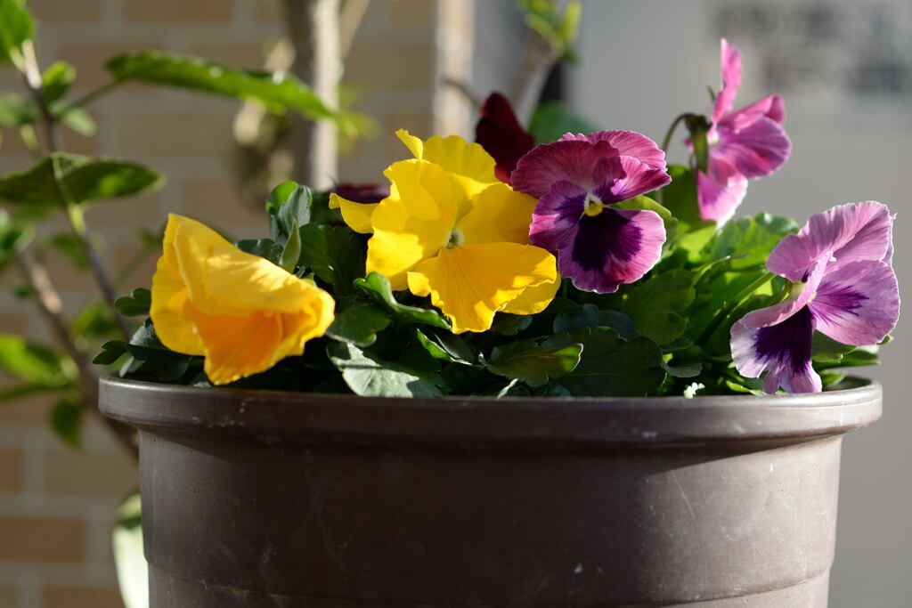 ベランダの花―2