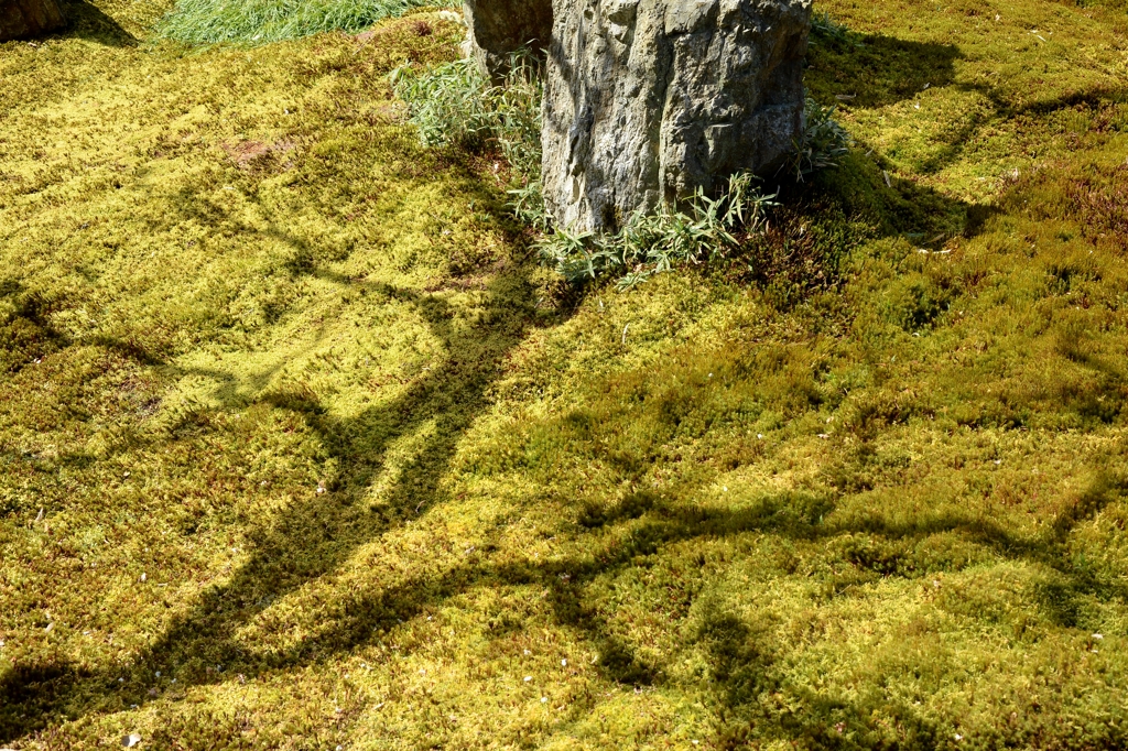 南禅寺辺り・金地院庭ー9
