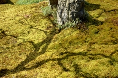 南禅寺辺り・金地院庭ー9