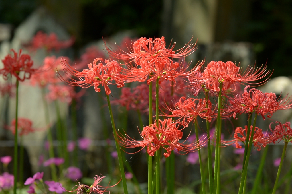 宝蔵院で-1（東京・葛飾区）