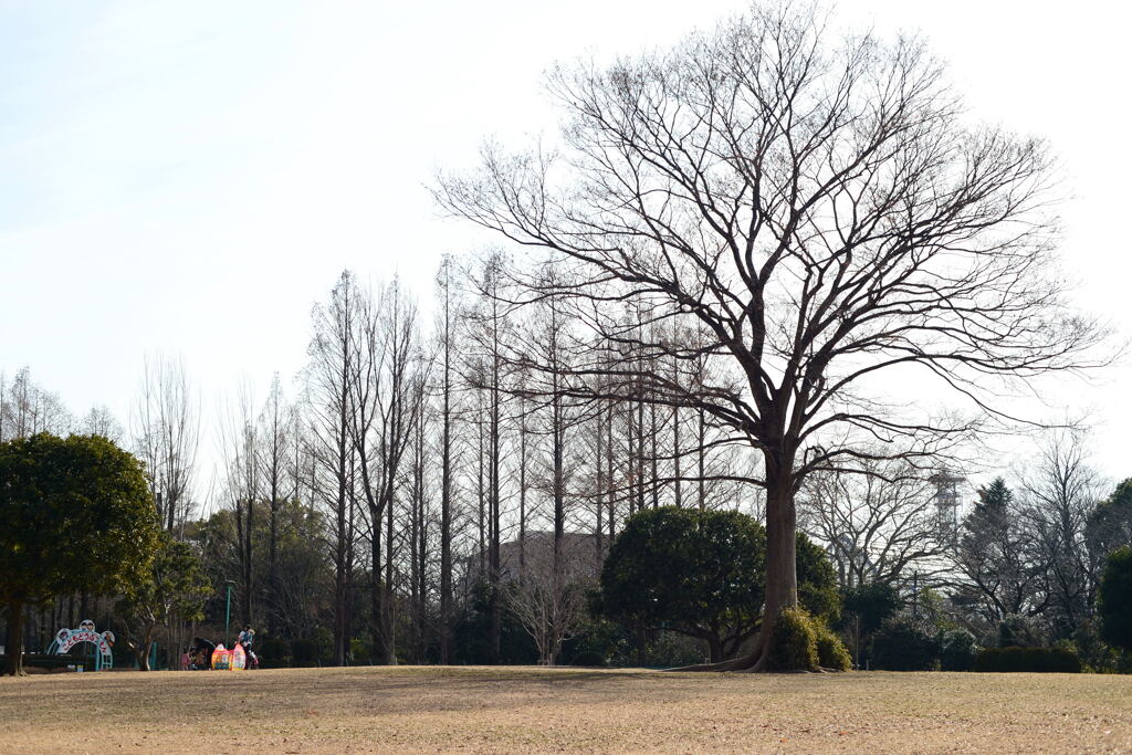  待ち遠しい 春 ―1