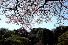 新宿御苑　さくらー１