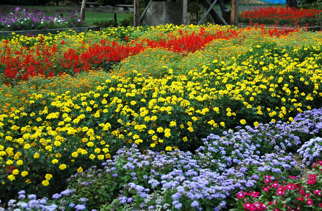 九月に出会った お花 ―2