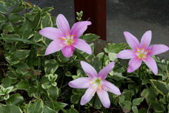 ご近所の お花 ―2