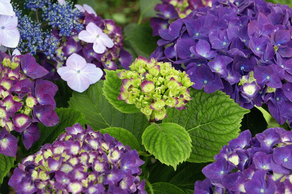 紫陽花の季節ー２