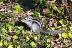 シマリス君ー４