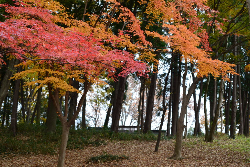 師走の公園―1