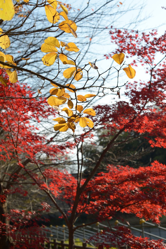 晩秋－１